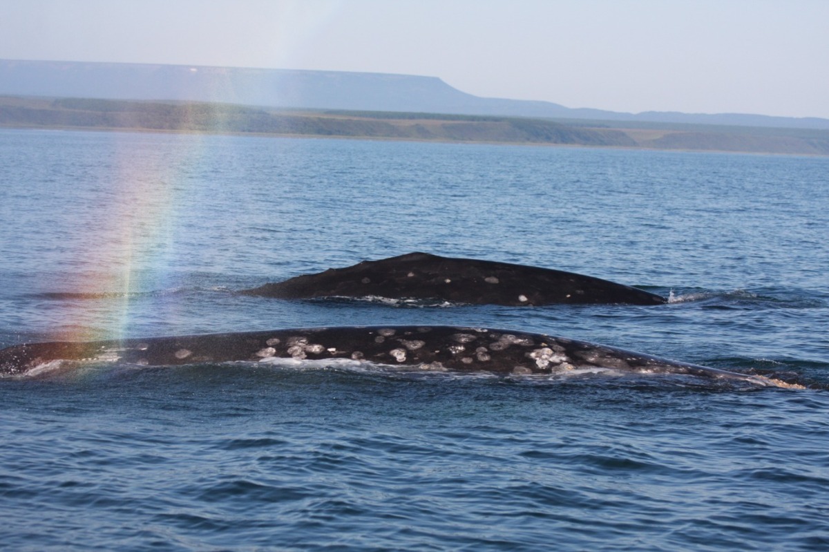 Вопросы сохранения морского биоразнообразия региона обсудили на Камчатке 